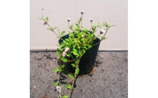 緑の力で地球を元気に!【ヒメイワダレソウ】9cmポット　15鉢セット 　