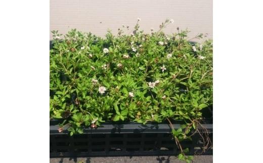 緑の力で地球を元気に!ヒメイワダレソウ　9cmポット　20ポット