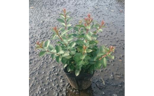 緑の力で地球を元気に!!サルスベリ・ポコモック　12cmポット　5ポット