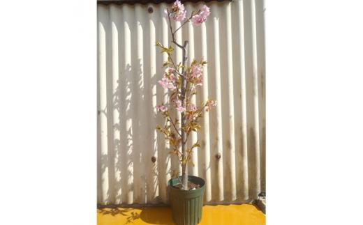 春の訪れを知らせる人気の庭木　河津桜　(庭木・果樹)