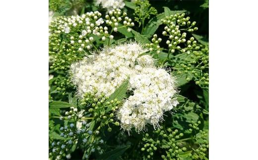 緑の力で地球を元気に!【シモツケ　白花】15cmポット　高さ40cm前後　3本セット