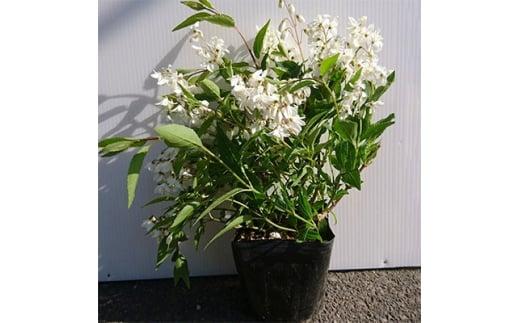 緑の力で地球を元気に!【ヒメウツギ】12cmポット　高さ30cm前後　5本セット