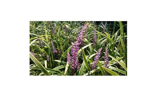 緑の力で地球を元気に!【フイリヤブラン】10.5cmポット　15本セット　定番グランドカバー