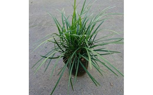 緑の力で地球を元気に!【リュウノヒゲ】9cmポット　28本セット　竜の髭(ジャノヒゲ)