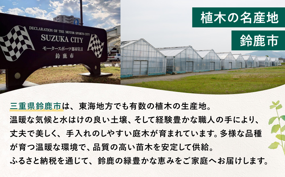 緑の力で地球を元気に!【ハクロニシキ】　21cmポット高さ100cm前後　新芽が綺麗で刈込に強い!