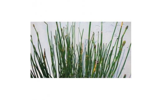 緑の力で地球を元気に!【トクサ】　10.5cmポット　20本セット　ビオトープ水鉢に　寄せ植えに!