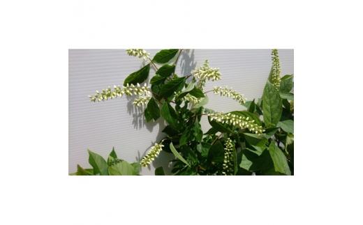 緑の力で地球を元気に!【コバノズイナ】　18cmポット　小葉の髄菜　花と紅葉とお楽しみいっぱい!