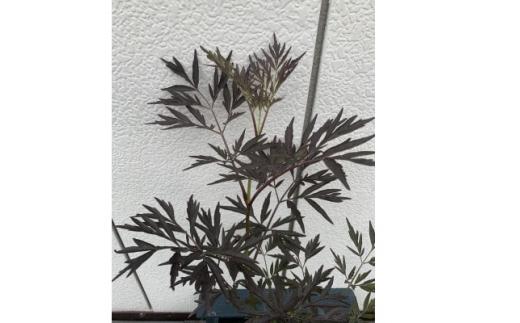 人気品種  西洋ニワトコサンブカス ブラックレース 5号 〈プラス樹〉