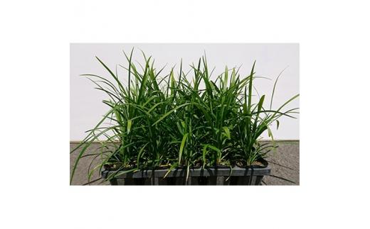 緑の力で地球を元気に!【ヤブラン】10.5cmポット　15本セット　紫の花と黒い実が美しい!