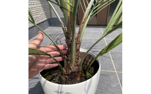 ココスヤシ 7号(21cm) 鉢カバー 常緑樹 (ガーデニング用)