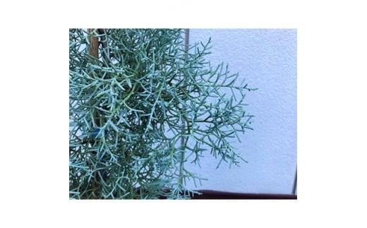 銀白色に輝く!ブルーアイス 大人色のコニファー〈プラス樹〉