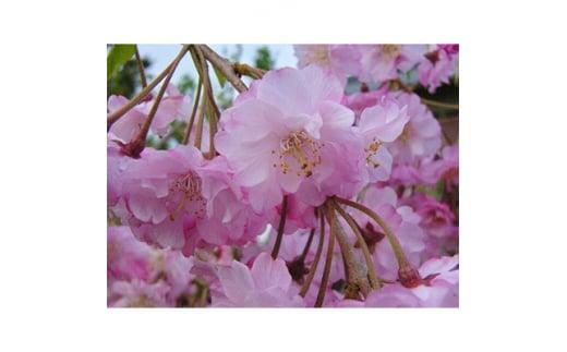 濃いピンク花の綺麗な枝垂れ桜　仙台しだれ桜　(庭木・果樹)