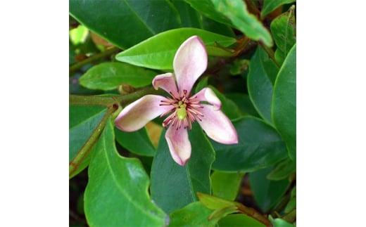 バナナの香りがする花!カラタネオガタマ(ポートワイン)  (ガーデニング用)