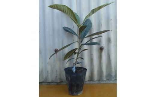 《クィーン長崎の苗》 まん丸でみずみずしい美味しい大実ビワ　(庭木・果樹)