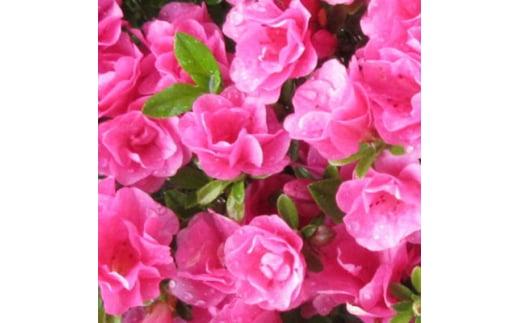 珍しい!年に2度咲くバラ咲きツツジ6号(18cm)鉢植え  (ガーデニング用)