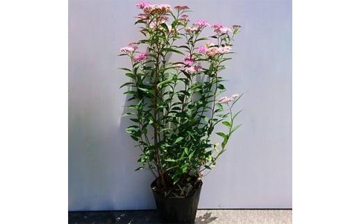 緑の力で地球を元気に!【シモツケ　ピンク】15cmポット　高さ40cm前後　3本セット