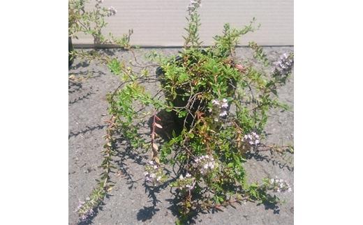 緑の力で地球を元気に!タイム・ロンギカウリス9cmポット　20ポット