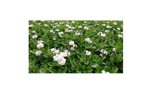 緑の力で地球を元気に!【ヒメイワダレソウ】9cmポット　緑の絨毯　40鉢 芝生のように広がる