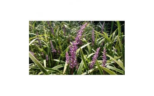 緑の力で地球を元気に!【フイリヤブラン】10.5cmポット　40鉢 定番グランドカバー　