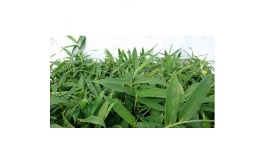 緑の力で地球を元気に!【コグマザサ】10.5cmポット　和風のお庭に　寄せ植え　20鉢