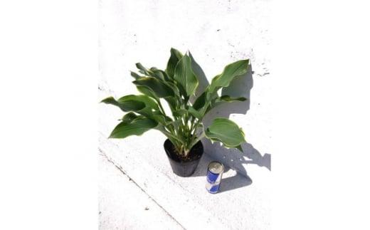 緑の力で地球を元気に!【リーガルスプレンダー】15cmポット　ギボウシ　ホスタ　1鉢　日陰に彩りを