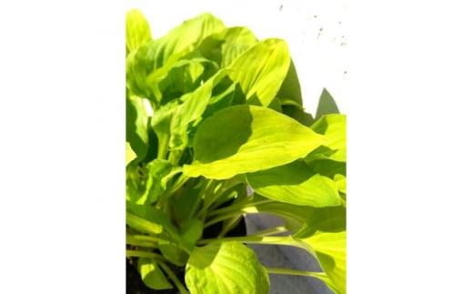 緑の力で地球を元気に!【リトルオーレア】15cmポット　ギボウシ　ホスタ　1鉢　日陰に彩りを