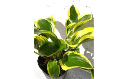緑の力で地球を元気に!【クイーンジョセフィーヌ】15cmポット　ギボウシ　ホスタ　1鉢　日陰に彩り