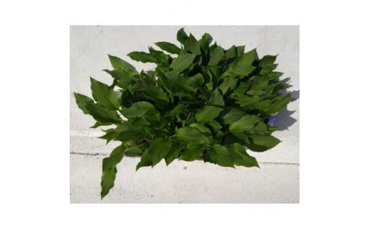 緑の力で地球を元気に!【ギボウシ】10.5cmポット　緑葉　日陰に彩りと涼しさを　10鉢