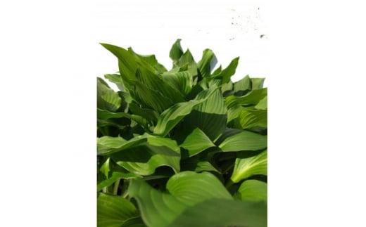 緑の力で地球を元気に!【ギボウシ】10.5cmポット　緑葉　日陰に彩りと涼しさを　20鉢