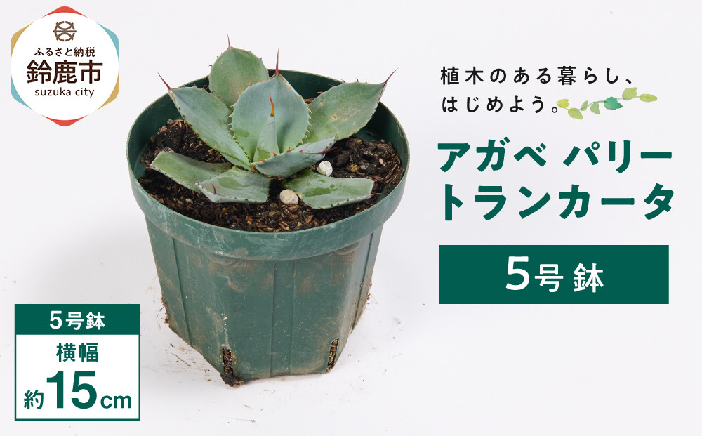 アガベ パリー トランカータ 5号鉢