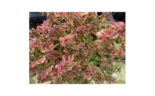 アベリア　レディーサマードリーム　7号　〈プラス樹〉