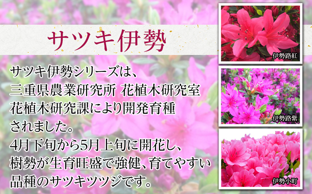 特産品 サツキ伊勢路紫 4本セット