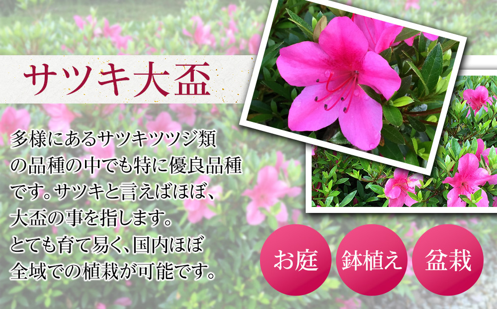 特産品の サツキツツジ大盃 15本セット