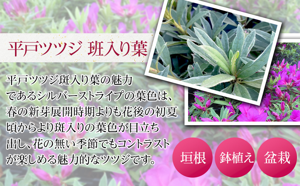 特産品 平戸ツツジ斑入り葉 15本セット