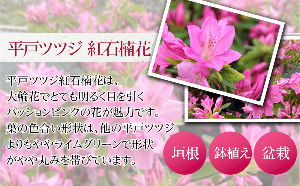 特産品 平戸ツツジ 紅石楠花 4本セット