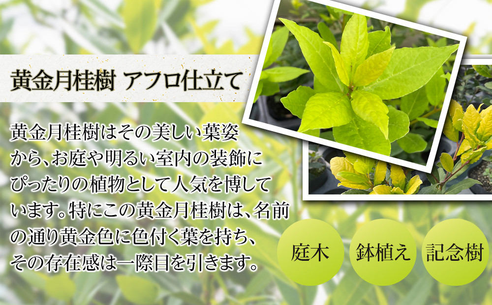 黄金月桂樹　アフロ仕立て