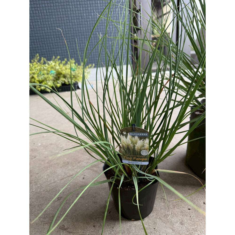 海外から来た矮性 パンパスグラス、タイニーパンパ