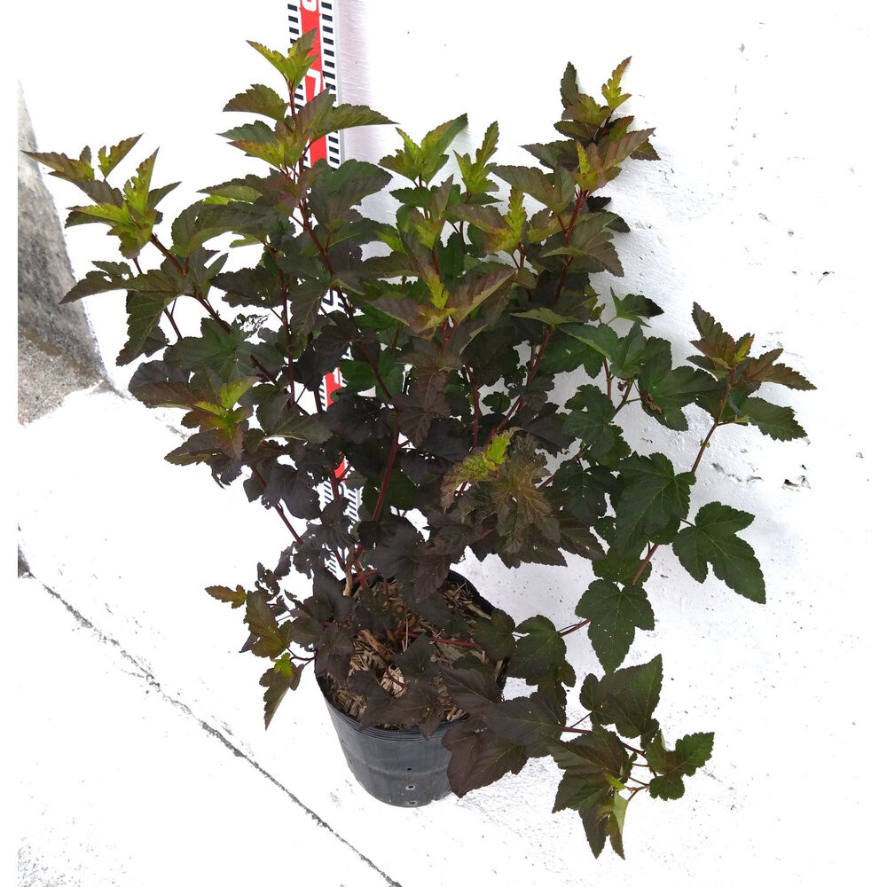 緑の力で地球を元気に！【アメリカテマリシモツケ・ディアボロ】21cmポット