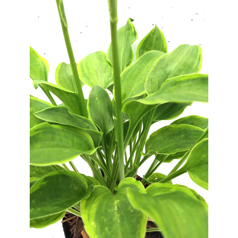 緑の力で地球を元気に！【ギボウシ・ゴールデンティアラ】15cmポット 1本