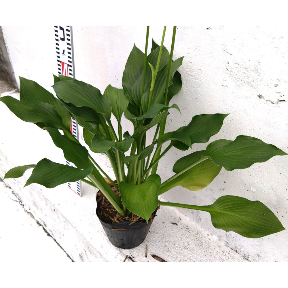 緑の力で地球を元気に！【ギボウシ】15cmポット 1本