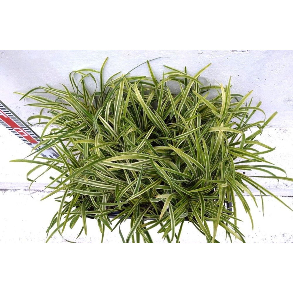 緑の力で地球を元気に！【フイリヤブラン】15cmポット 3本