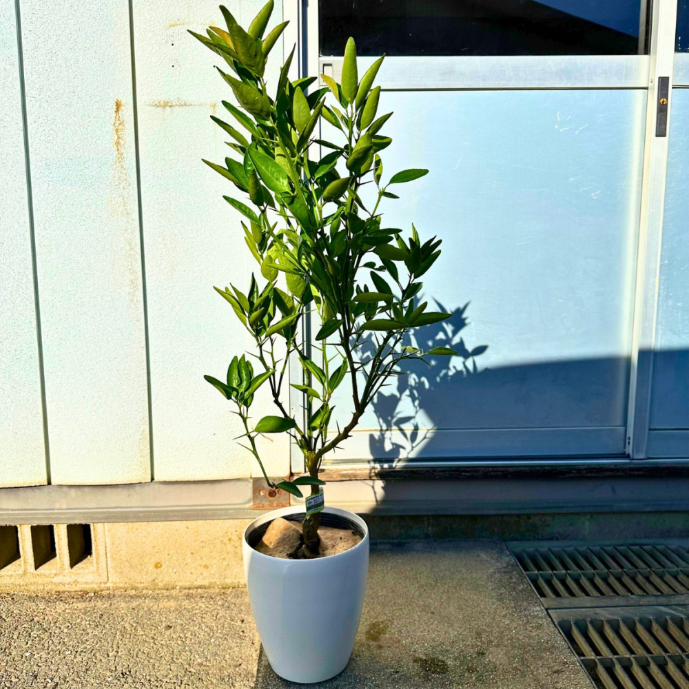 【2026年5月中旬から発送】みかんの苗木 せとか 7号 鉢カバー 果樹苗(ガーデニング用)