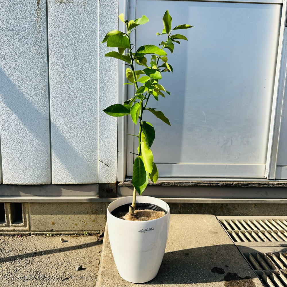 【2026年5月中旬～発送】レモンの木 マイヤーレモンの苗木 7号鉢カバー実付きのいい品種(ガーデニング用)