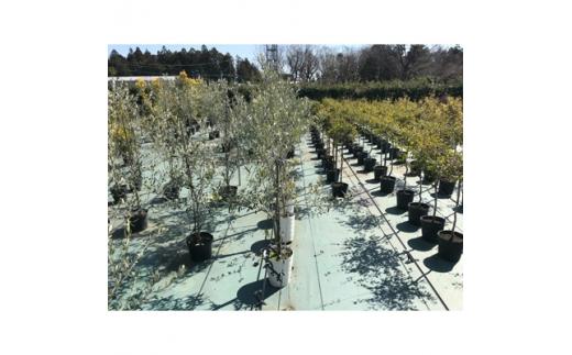 三重県鈴鹿市産　＜平和と繁栄の象徴＞オリーブの木　2本