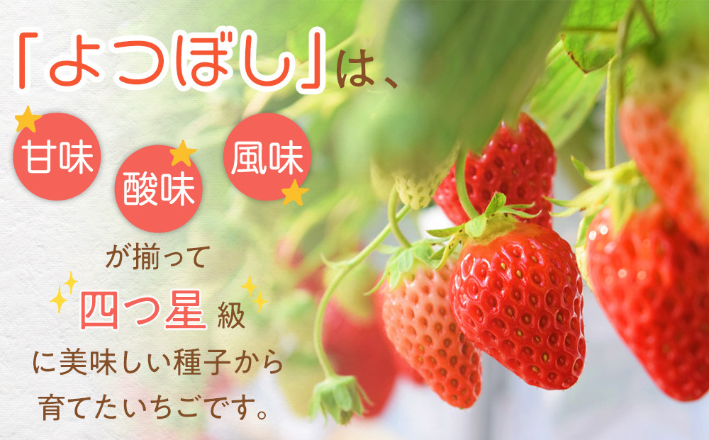 【先行予約】2026年1月　よつぼし いちご　200g×4