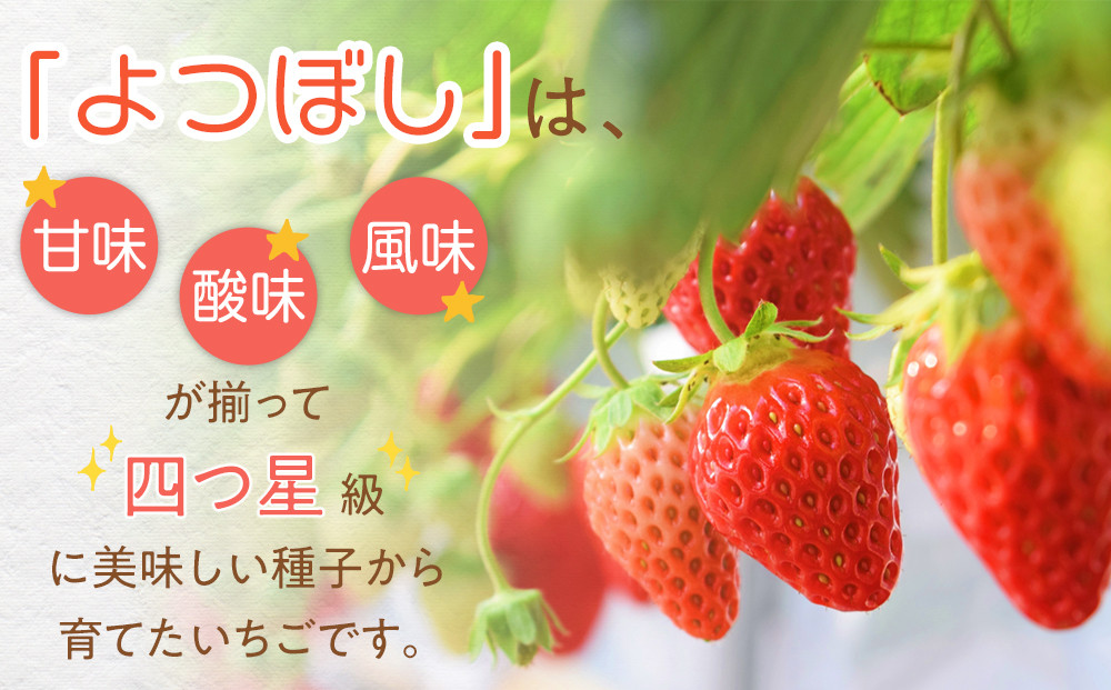 【先行予約】2026冬いちご　よつぼし　250g×4　１粒約30g