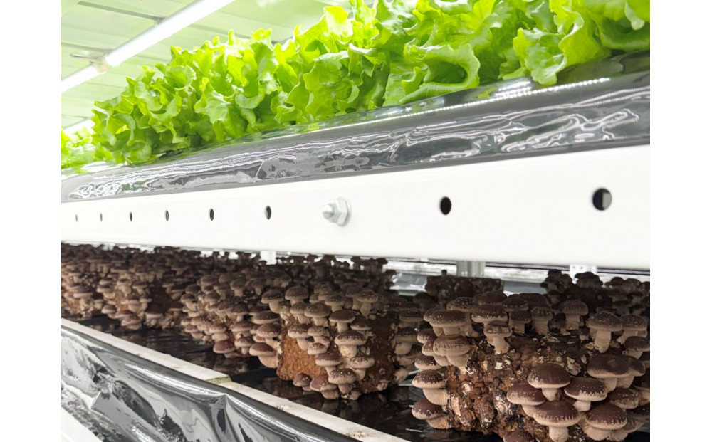 肉厚ぷりぷり！食べ応え抜群！不揃いで様々な用途に！「キレイな」しいたけ1kg！