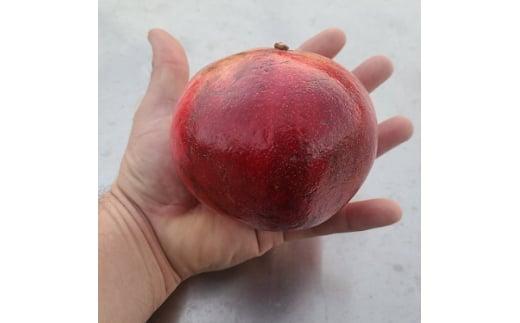 《大実ザクロ・カリフォルニアザクロ》美容と健康に人気の果樹苗　(庭木・果樹)