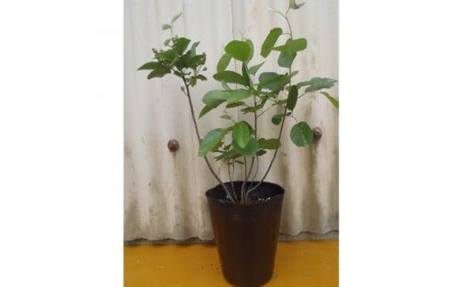 有望品種　矮性ジューンベリー《リージェント》　(庭木・果樹)