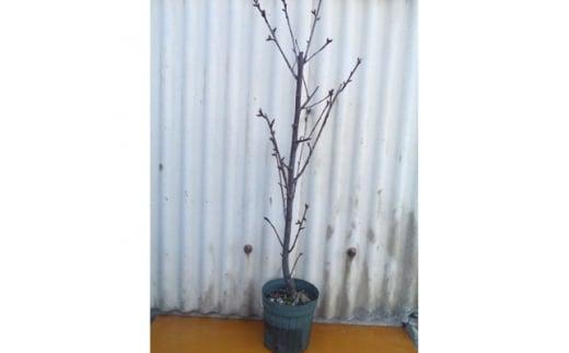 春の訪れを知らせる人気の庭木　河津桜　(庭木・果樹)